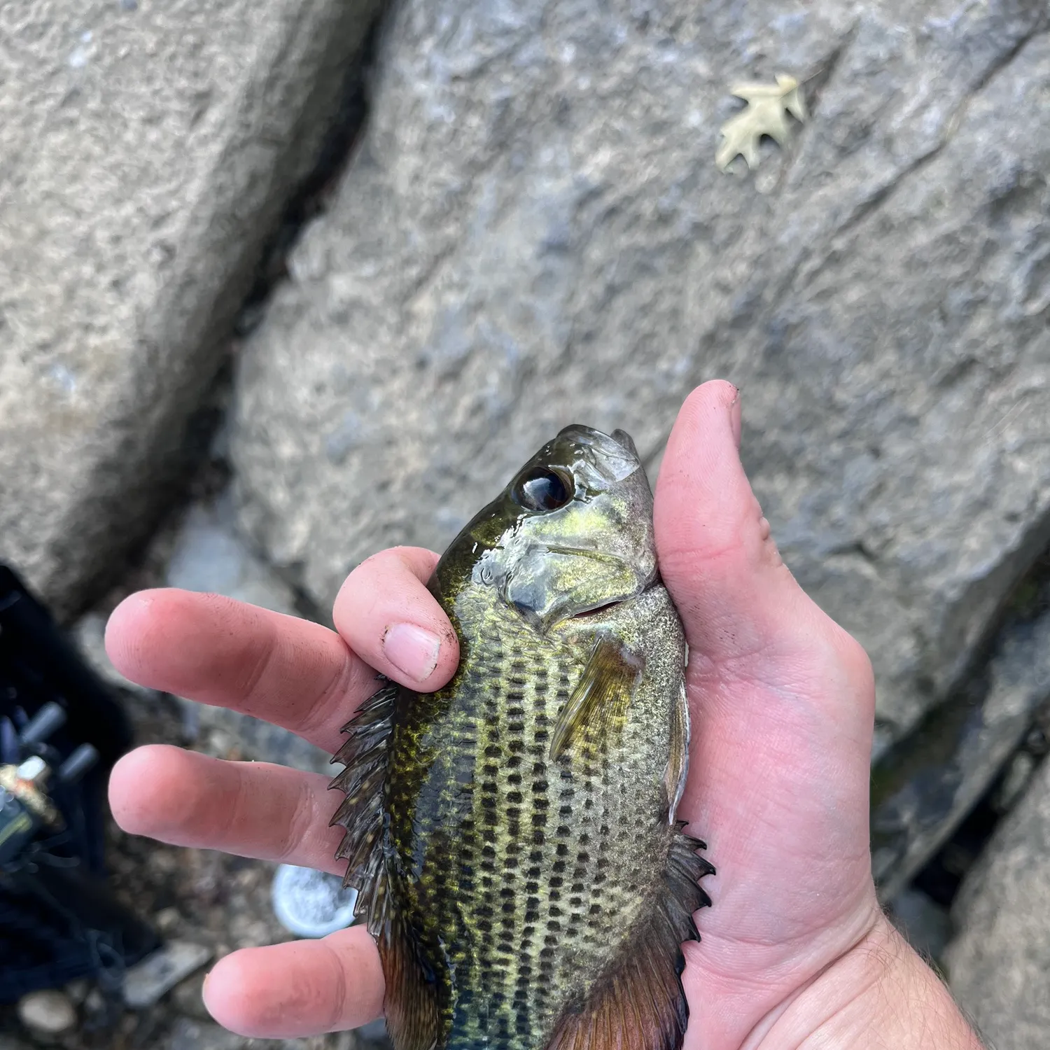 Rock bass caught on Fishbrain