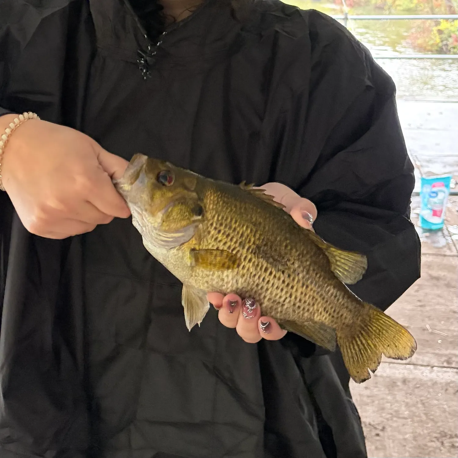 Rock bass caught on Fishbrain