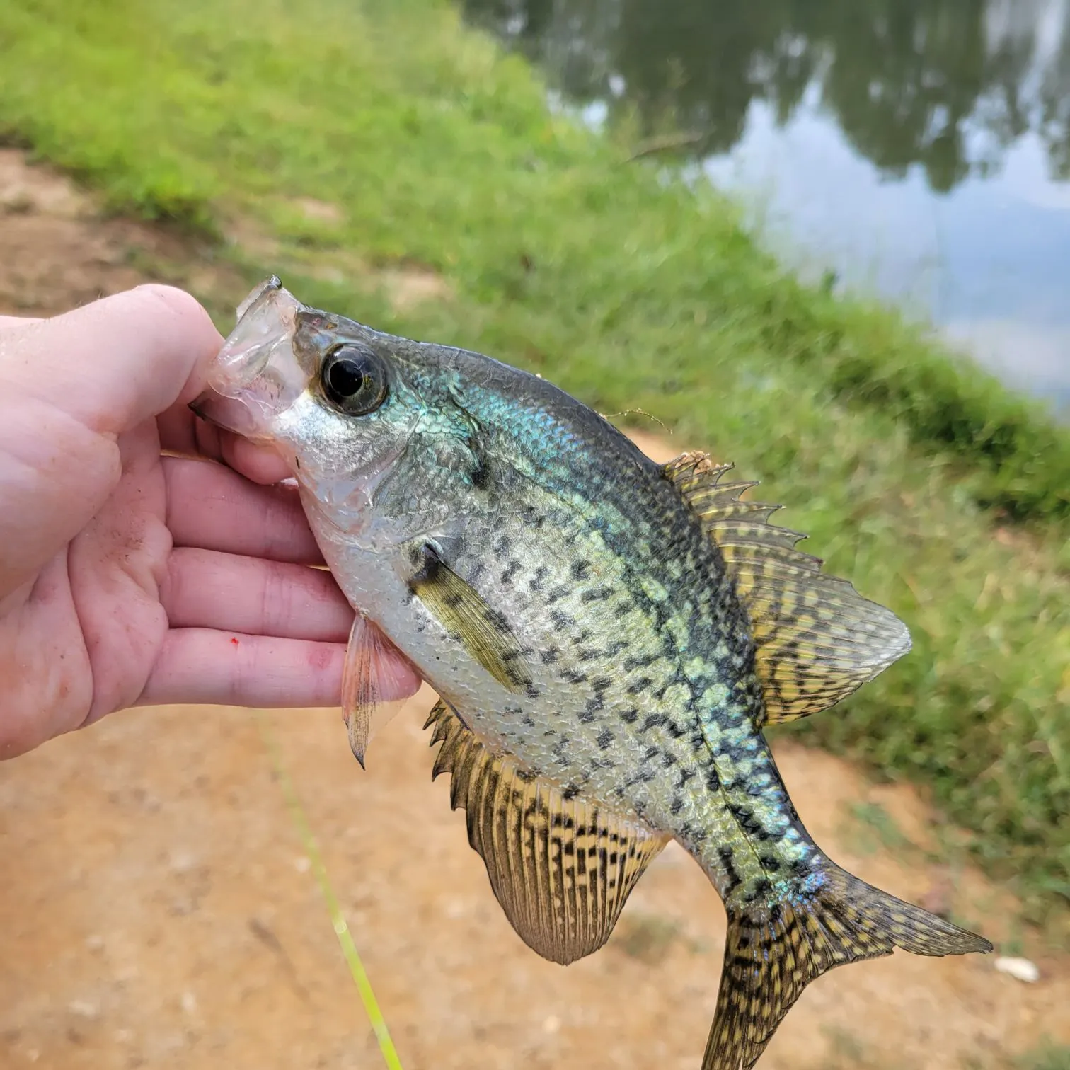 Black crappie caught on Fishbrain