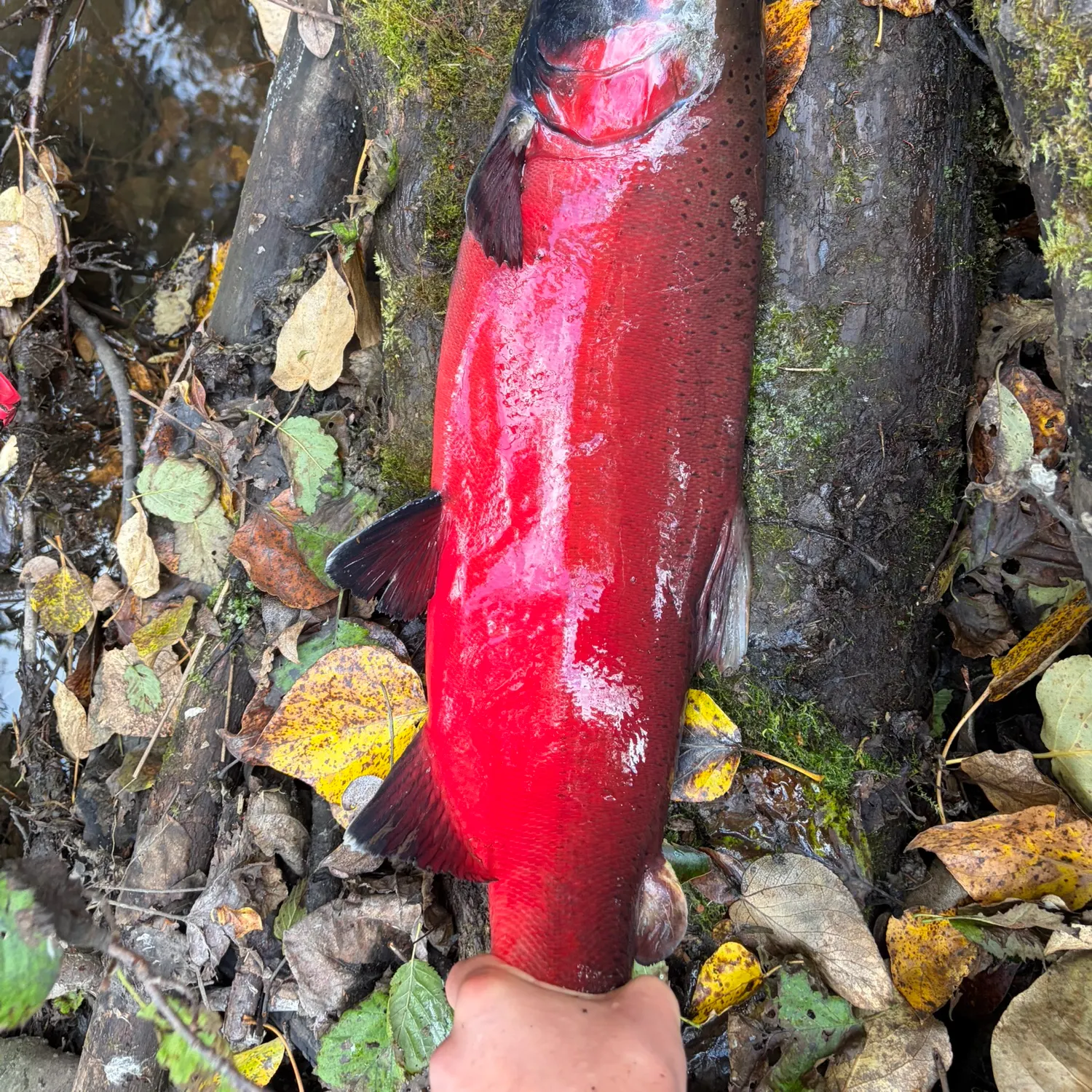 Coho salmon caught on Fishbrain