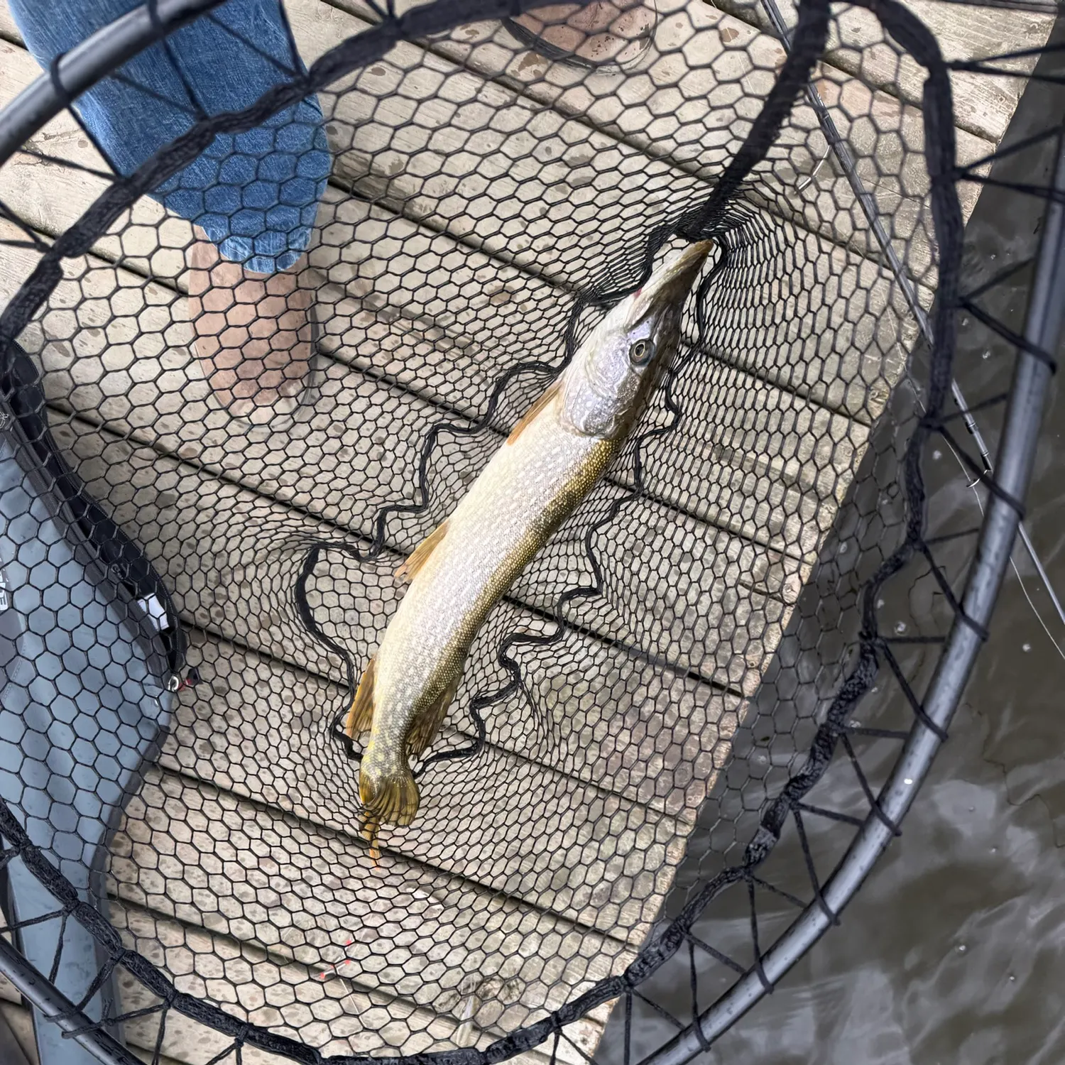 Northern pike caught on Fishbrain