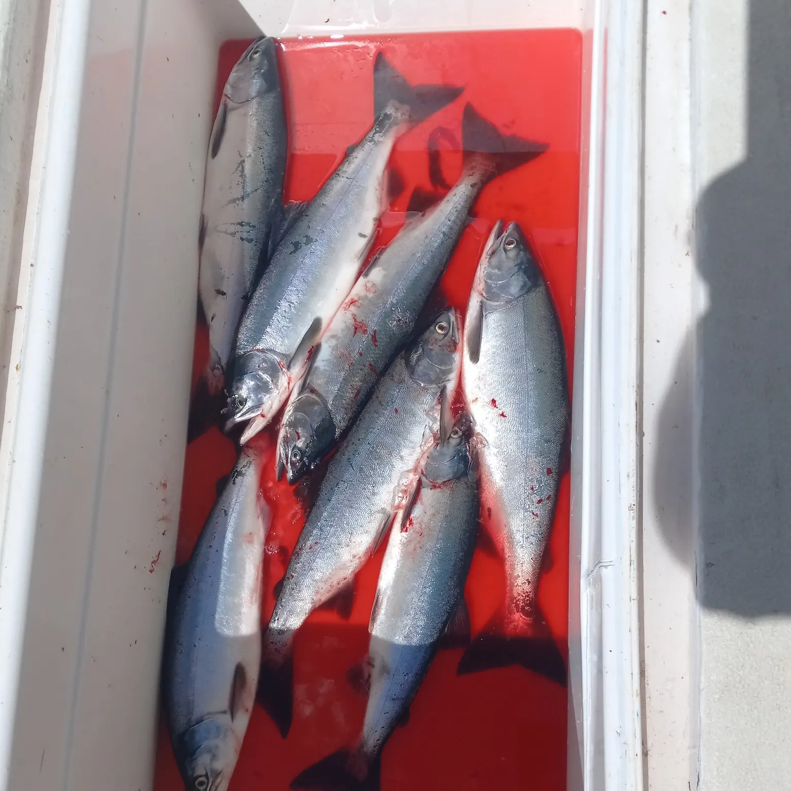 The most recent Pink salmon catches on Fishbrain