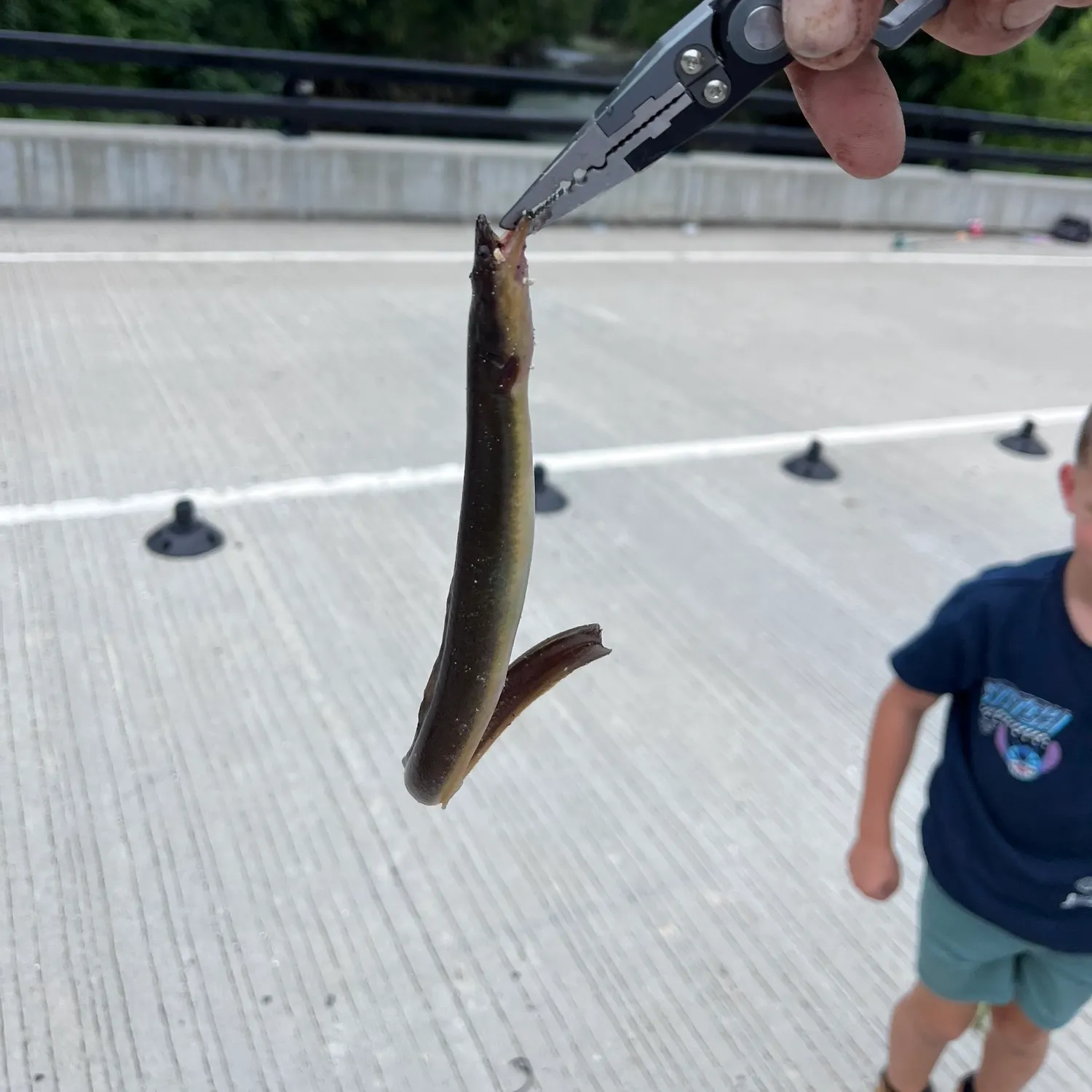 American eel caught on Fishbrain