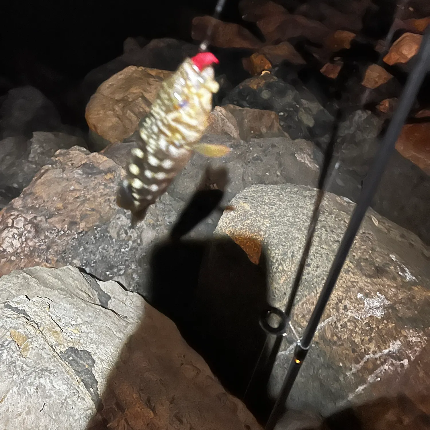 Kelp bass caught on Fishbrain