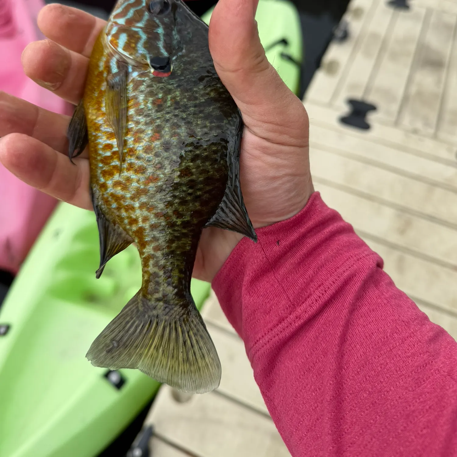 recently logged catches