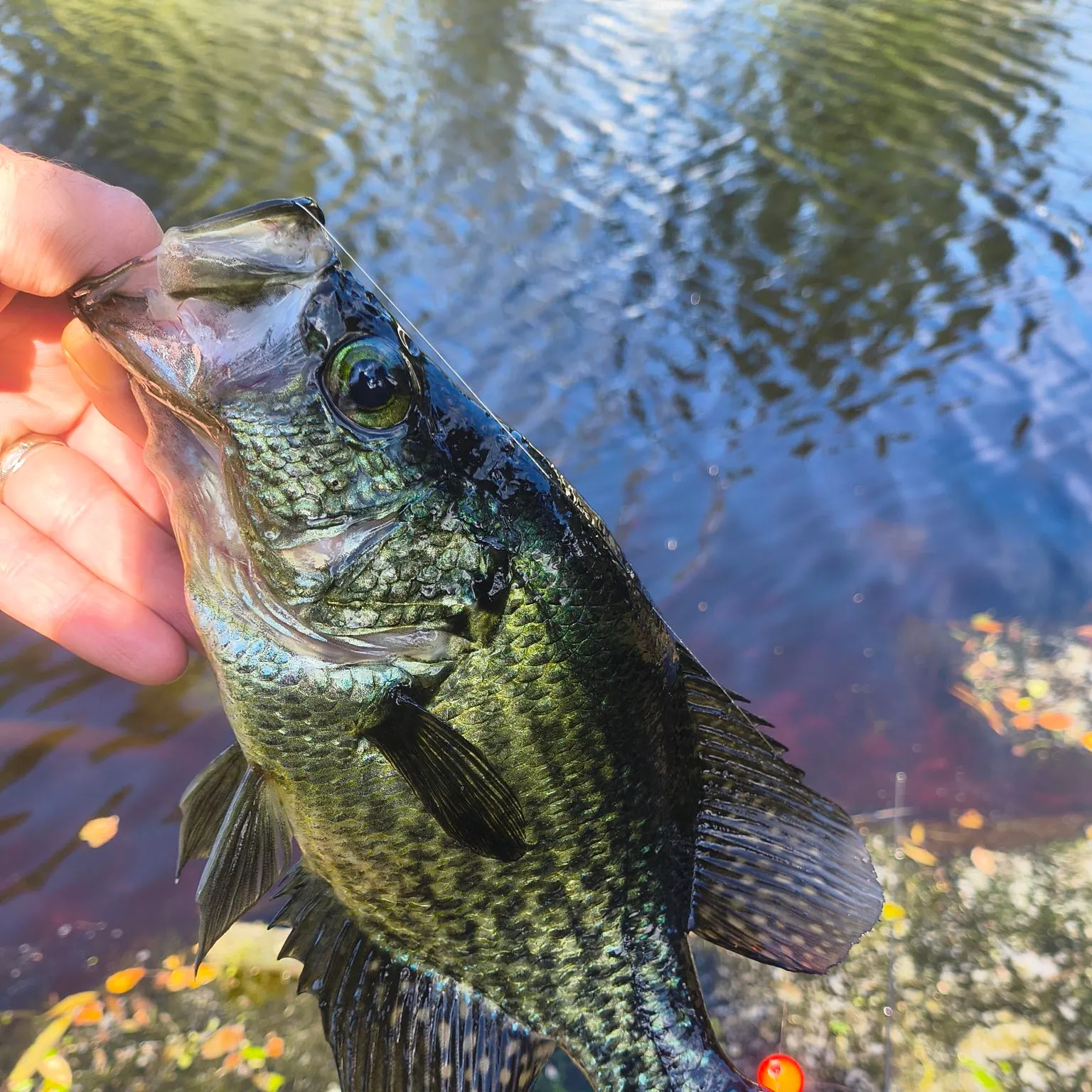 Black crappie caught on Fishbrain