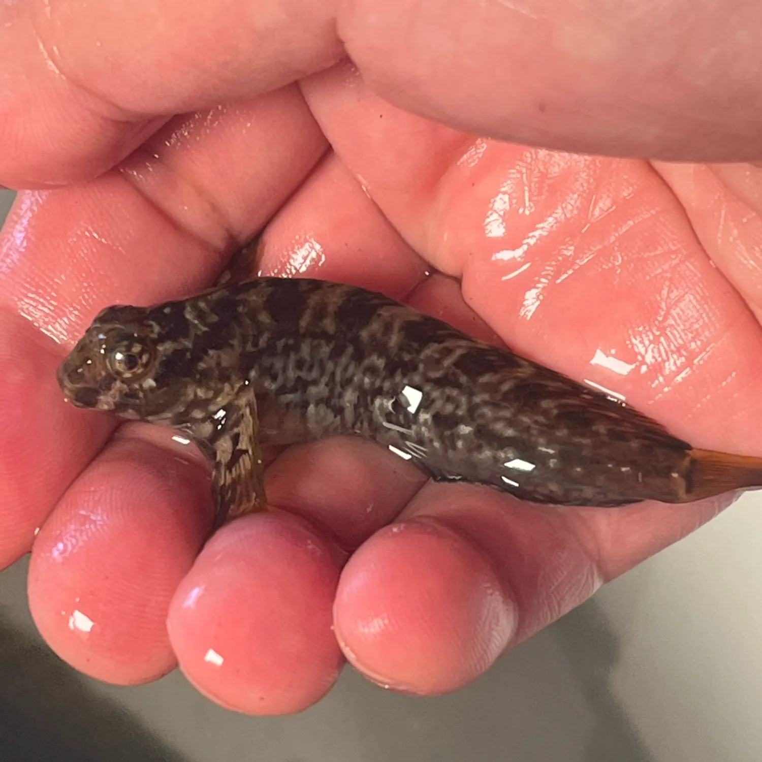 The most recent Shanny catches on Fishbrain