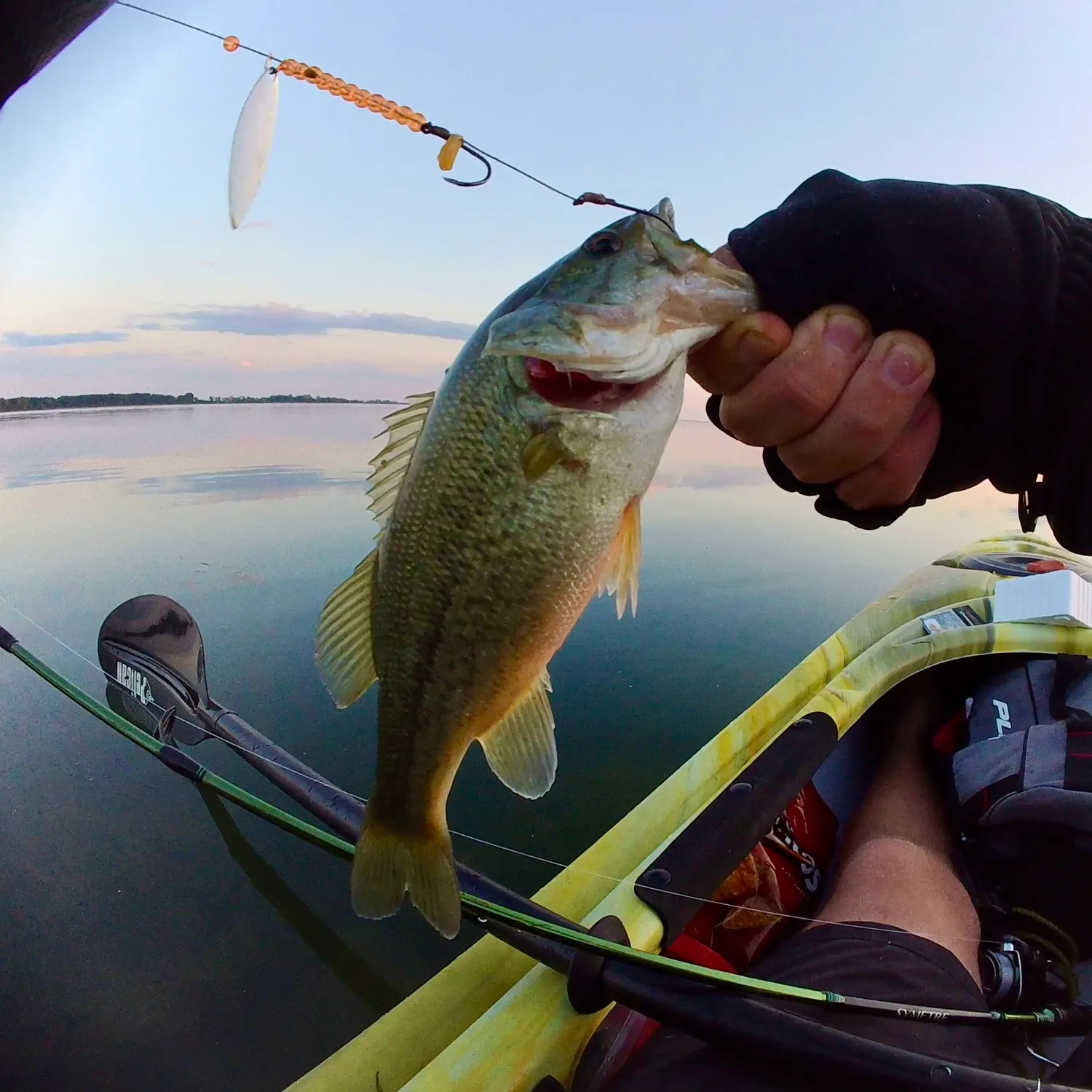 Largemouth bass caught on Fishbrain