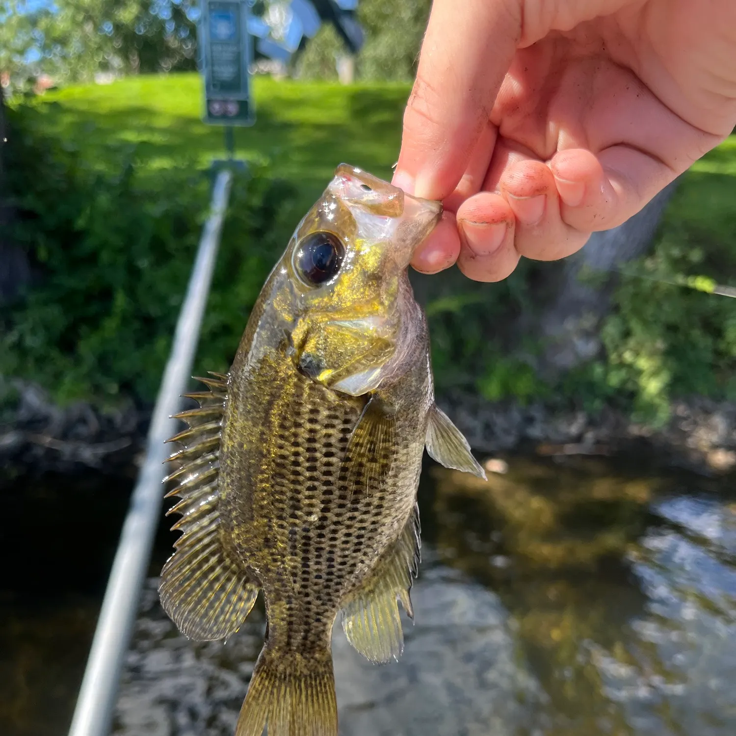 Rock bass caught on Fishbrain
