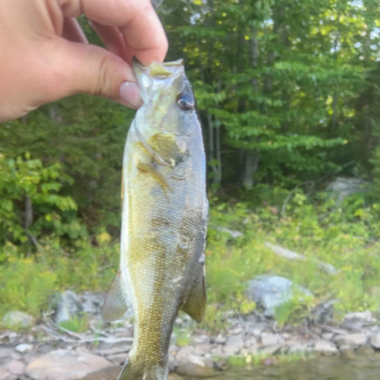 Smallmouth bass caught on Fishbrain