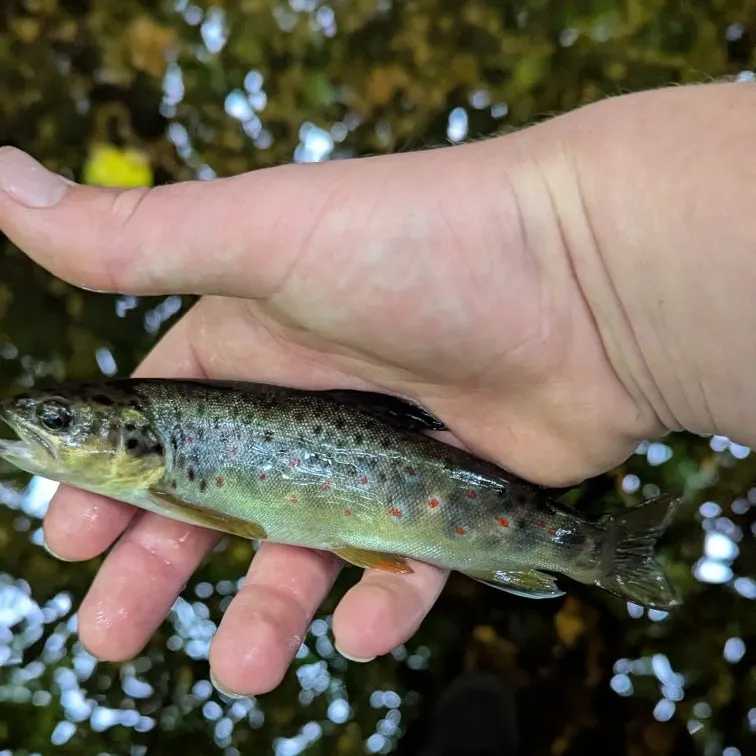 Brown trout caught on Fishbrain