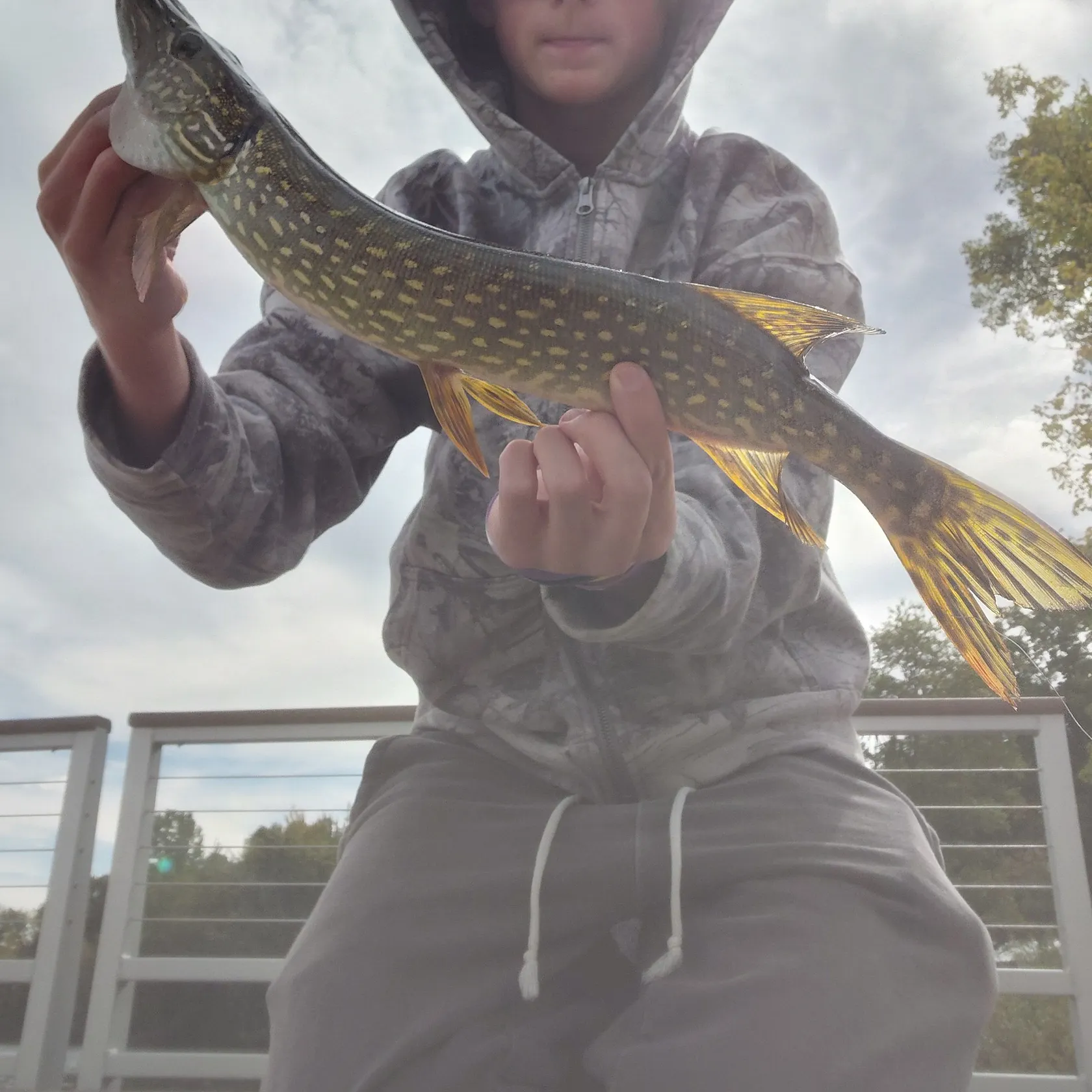 Northern pike caught on Fishbrain
