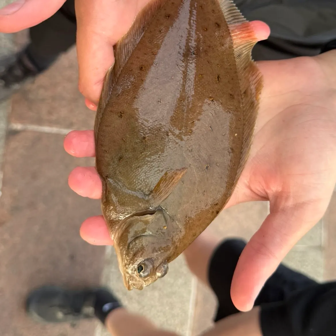 Common dab caught on Fishbrain