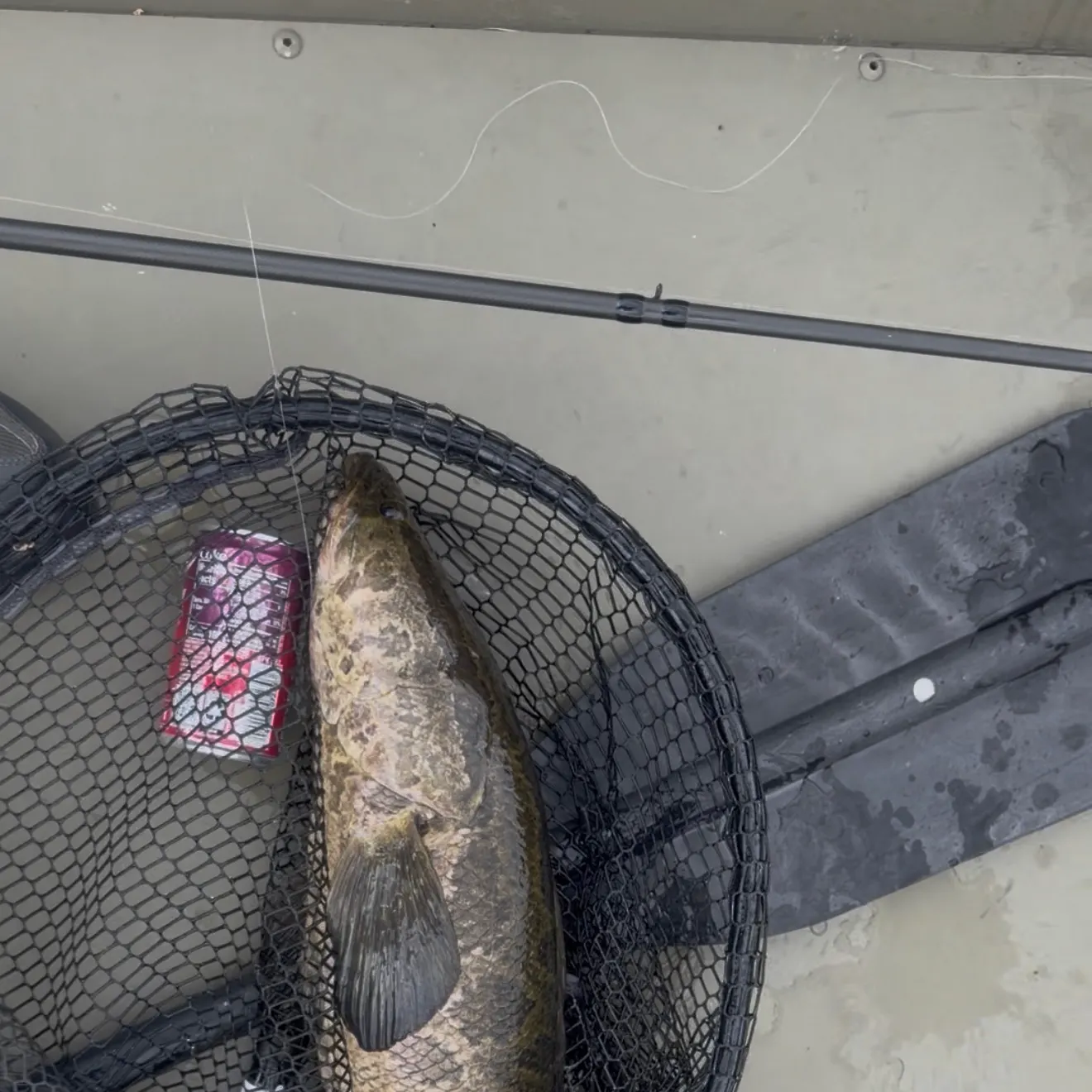 Northern snakehead caught on Fishbrain