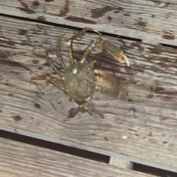 The most recent European spider crab catches on Fishbrain