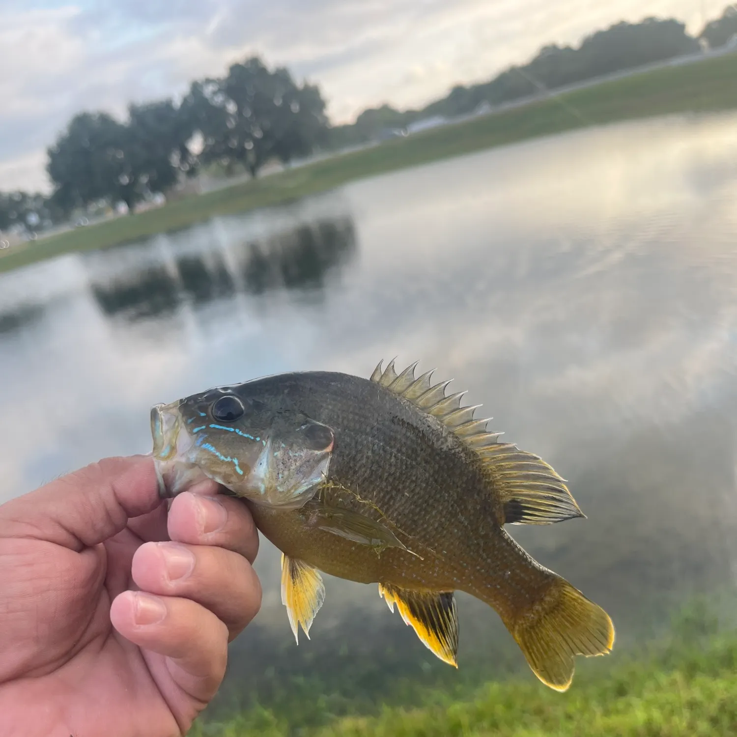 Fish caught on Fishbrain