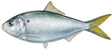 Natural baits Baitfish