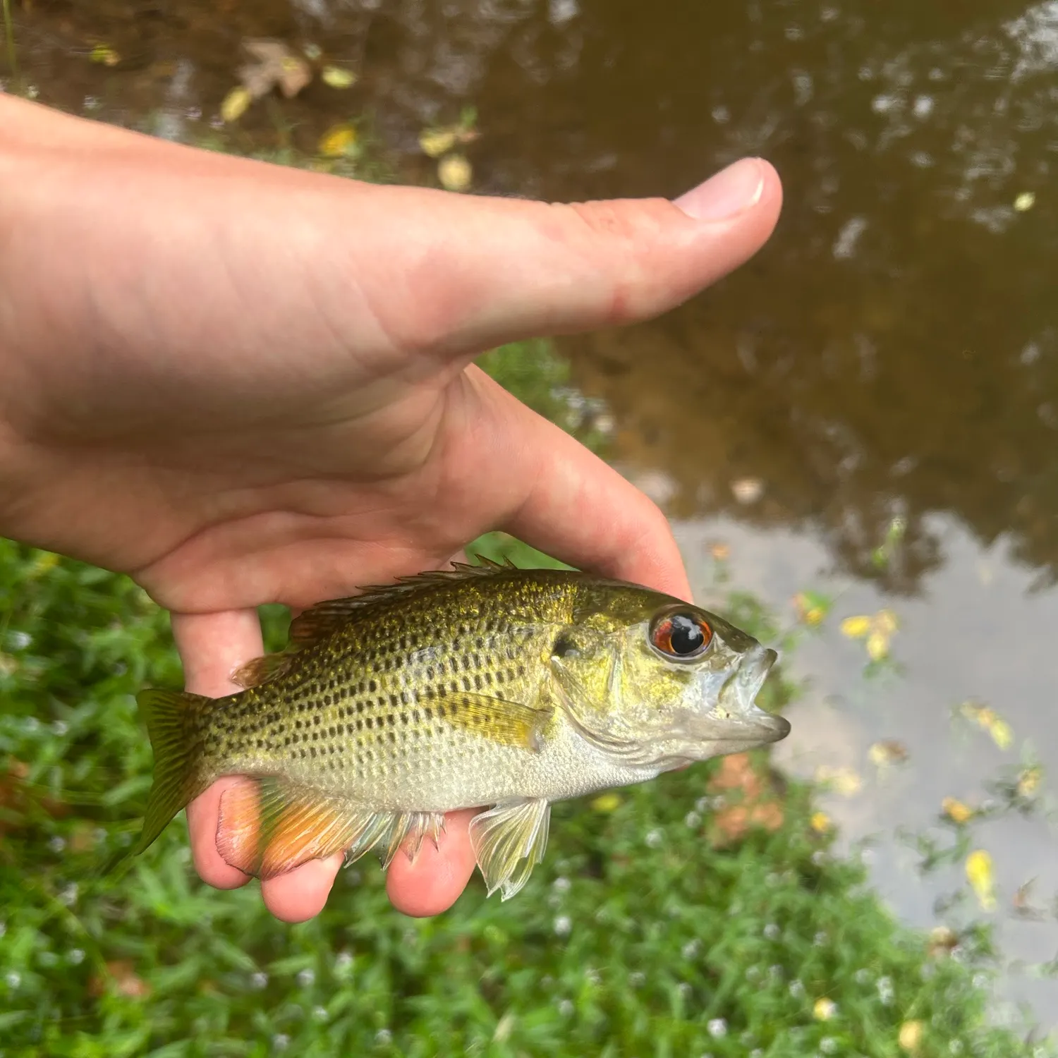 Rock bass caught on Fishbrain