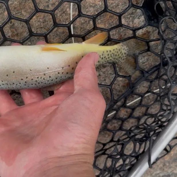 Cutthroat trout caught on Fishbrain