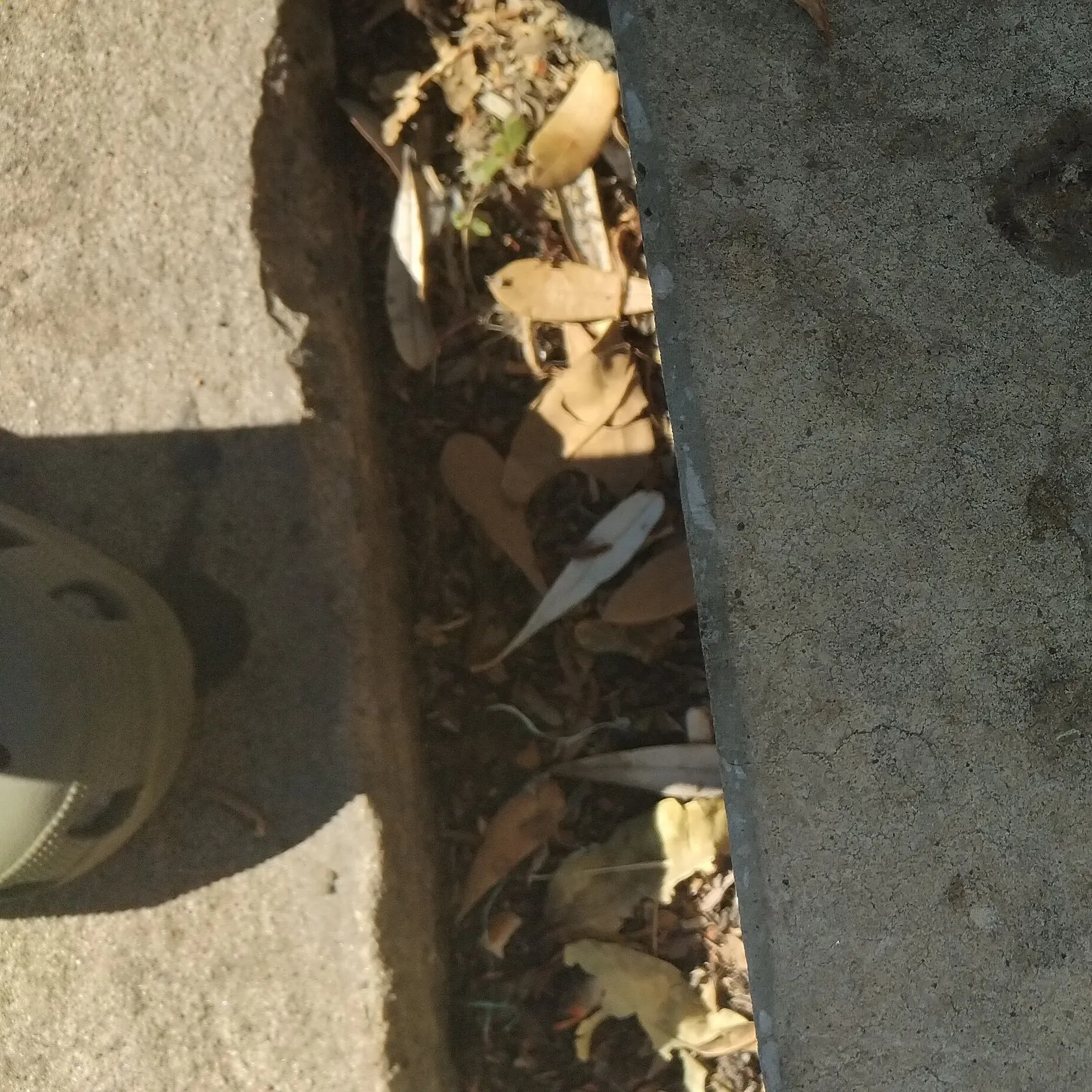 The most recent Fan-bellied leatherjacket catches on Fishbrain