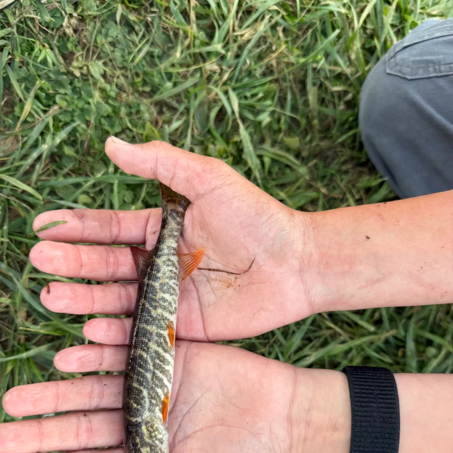 Redfin pickerel caught on Fishbrain