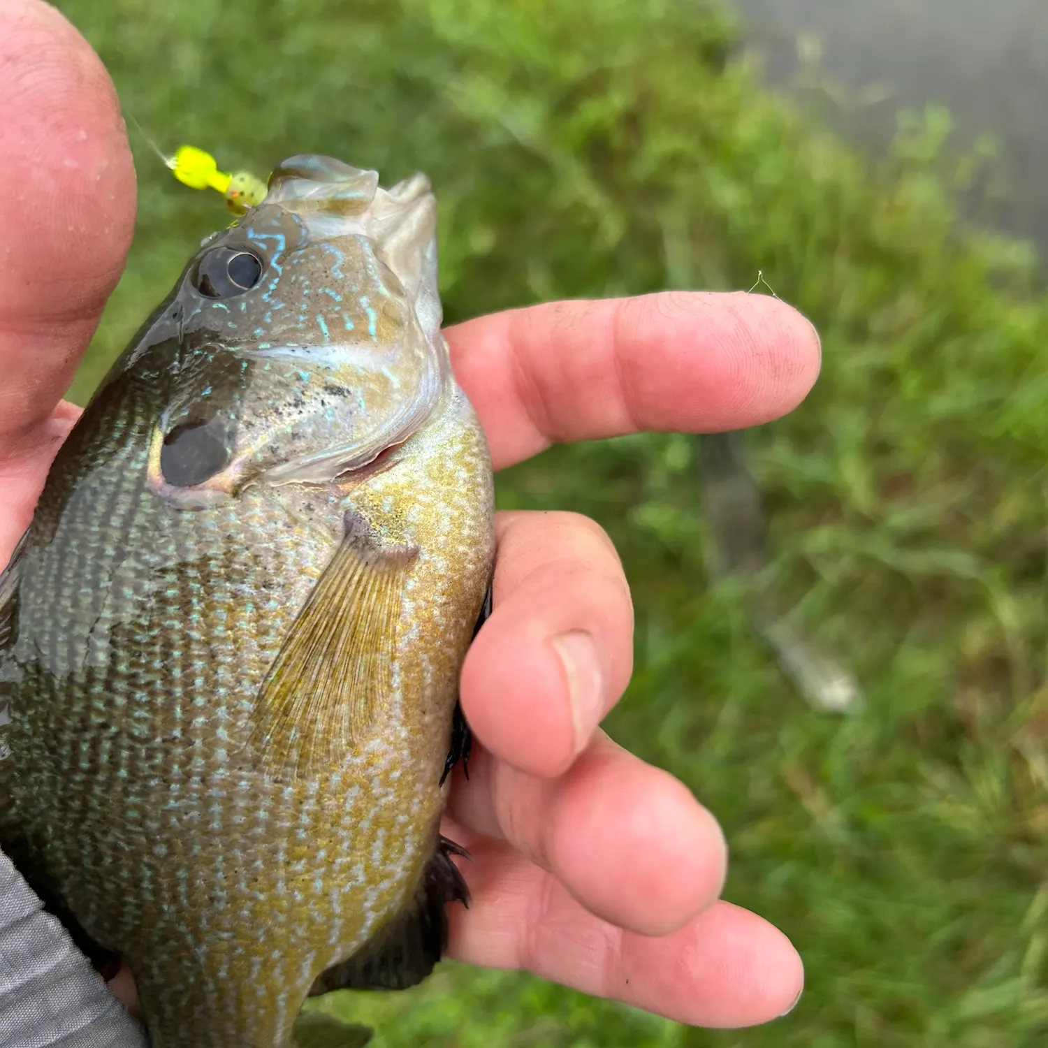 Green sunfish caught on Fishbrain