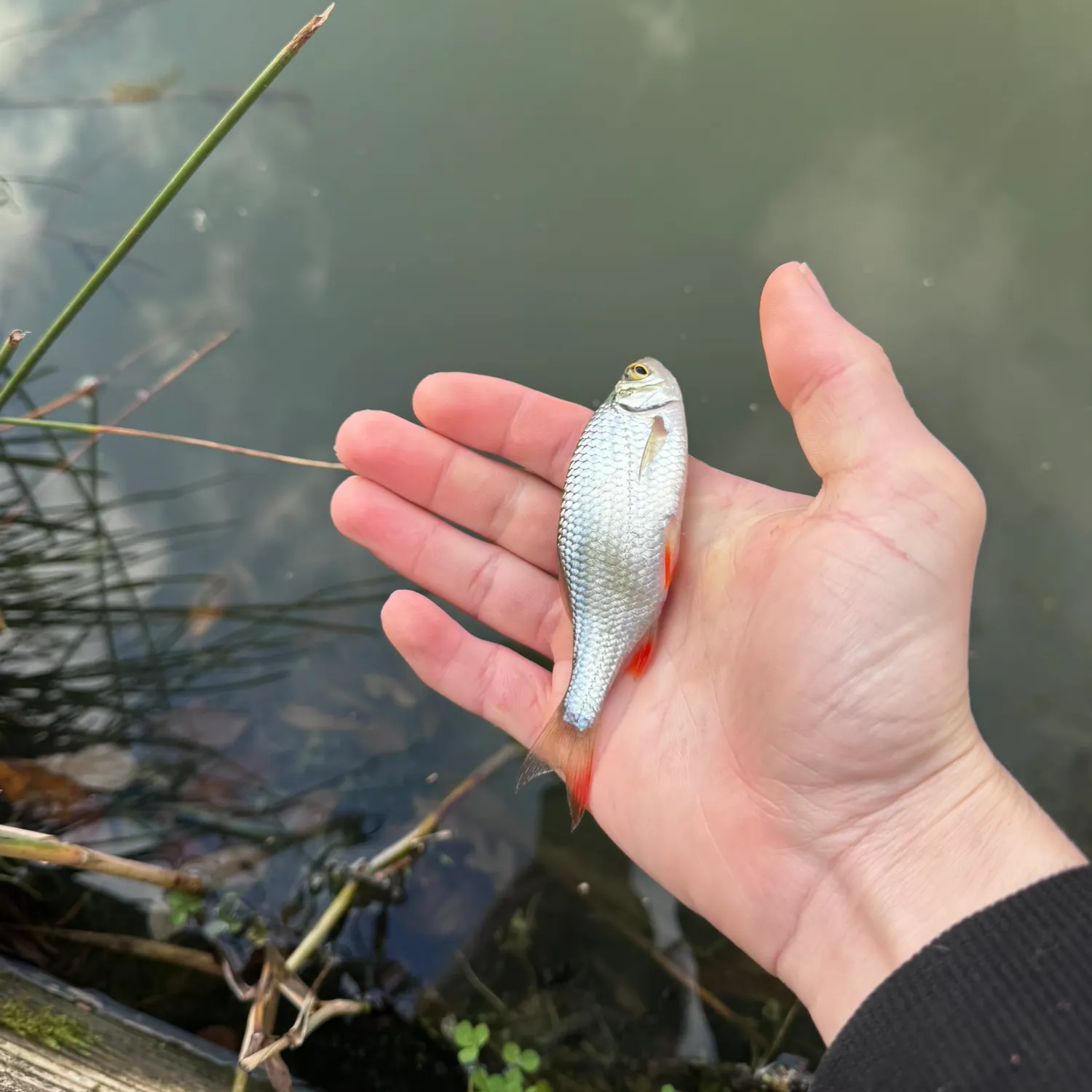The most recent Common roach catches on Fishbrain