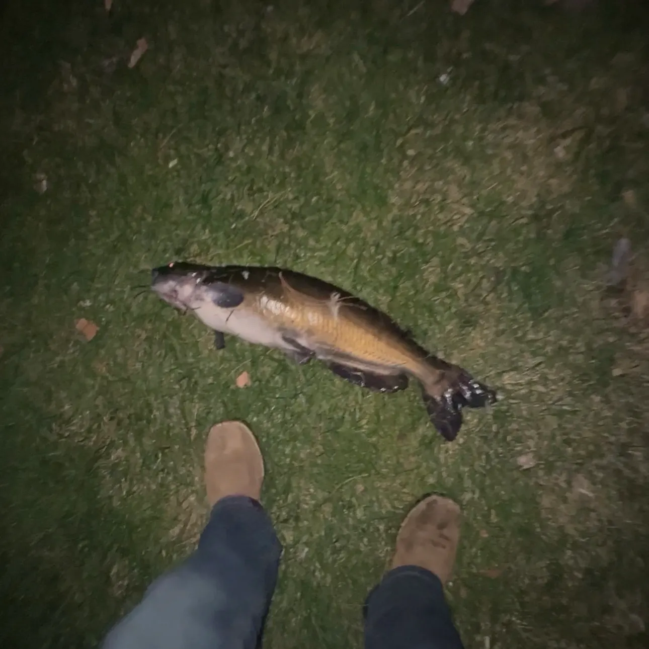Channel catfish caught on Fishbrain
