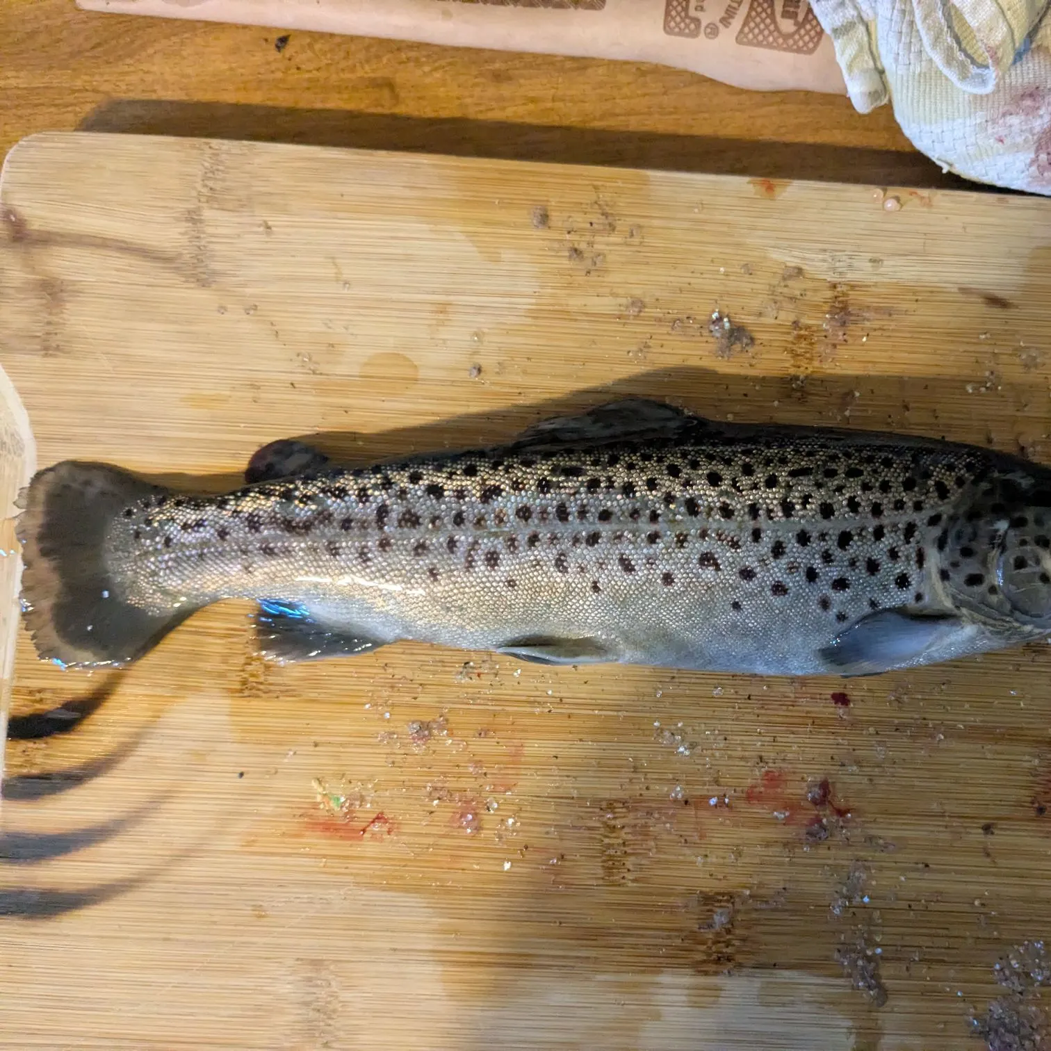 Brown trout caught on Fishbrain