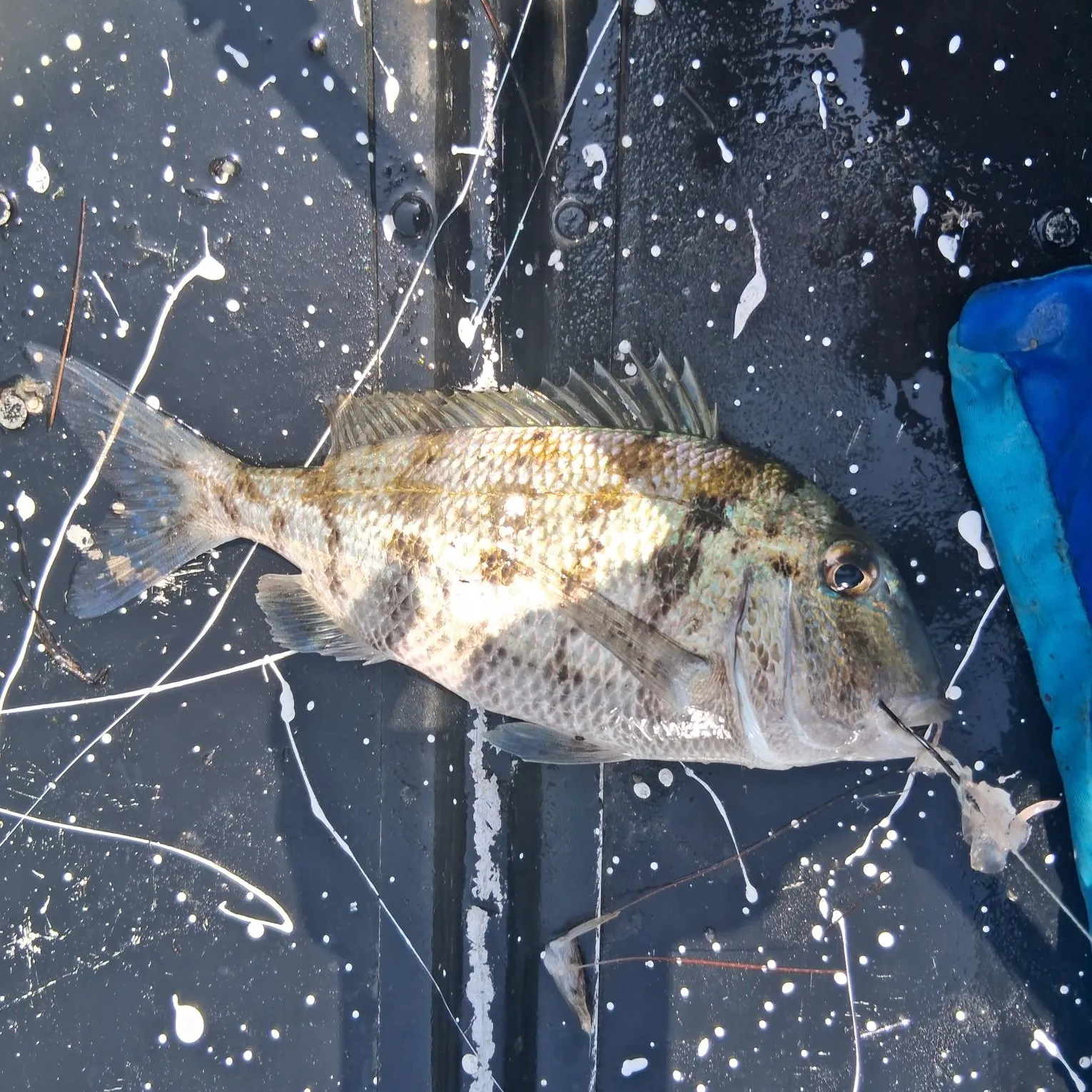 The most recent Grass porgy catches on Fishbrain