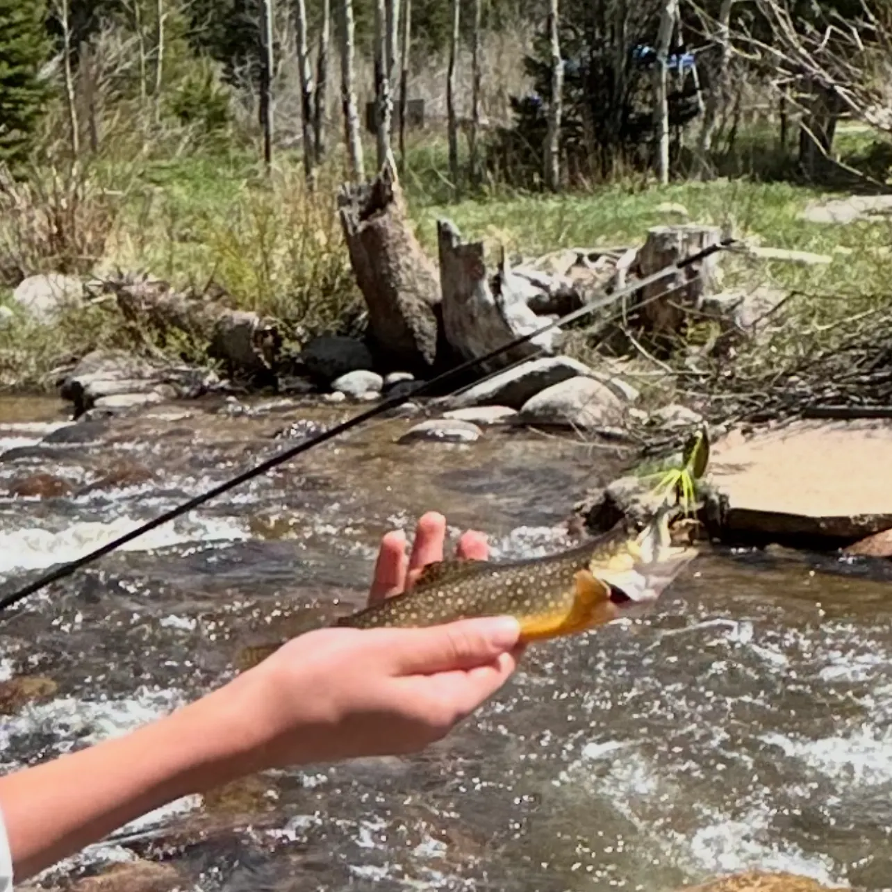 Brook trout caught on Fishbrain