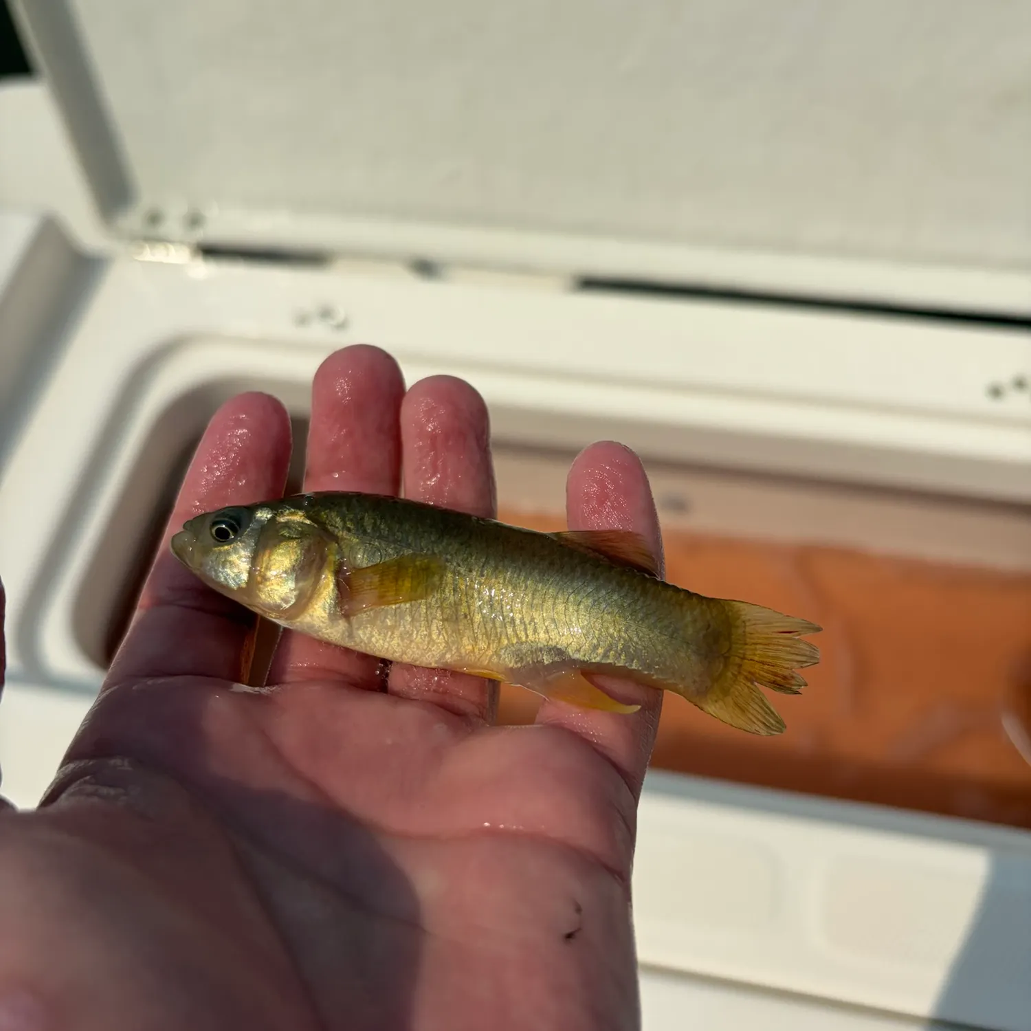 The most recent Olympic mudminnow catches on Fishbrain
