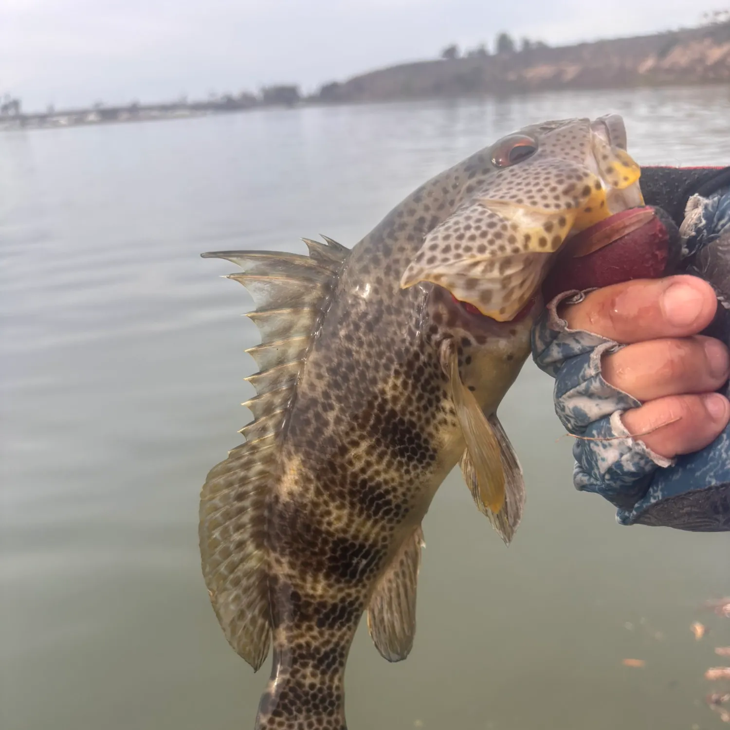 Spotted sand bass caught on Fishbrain