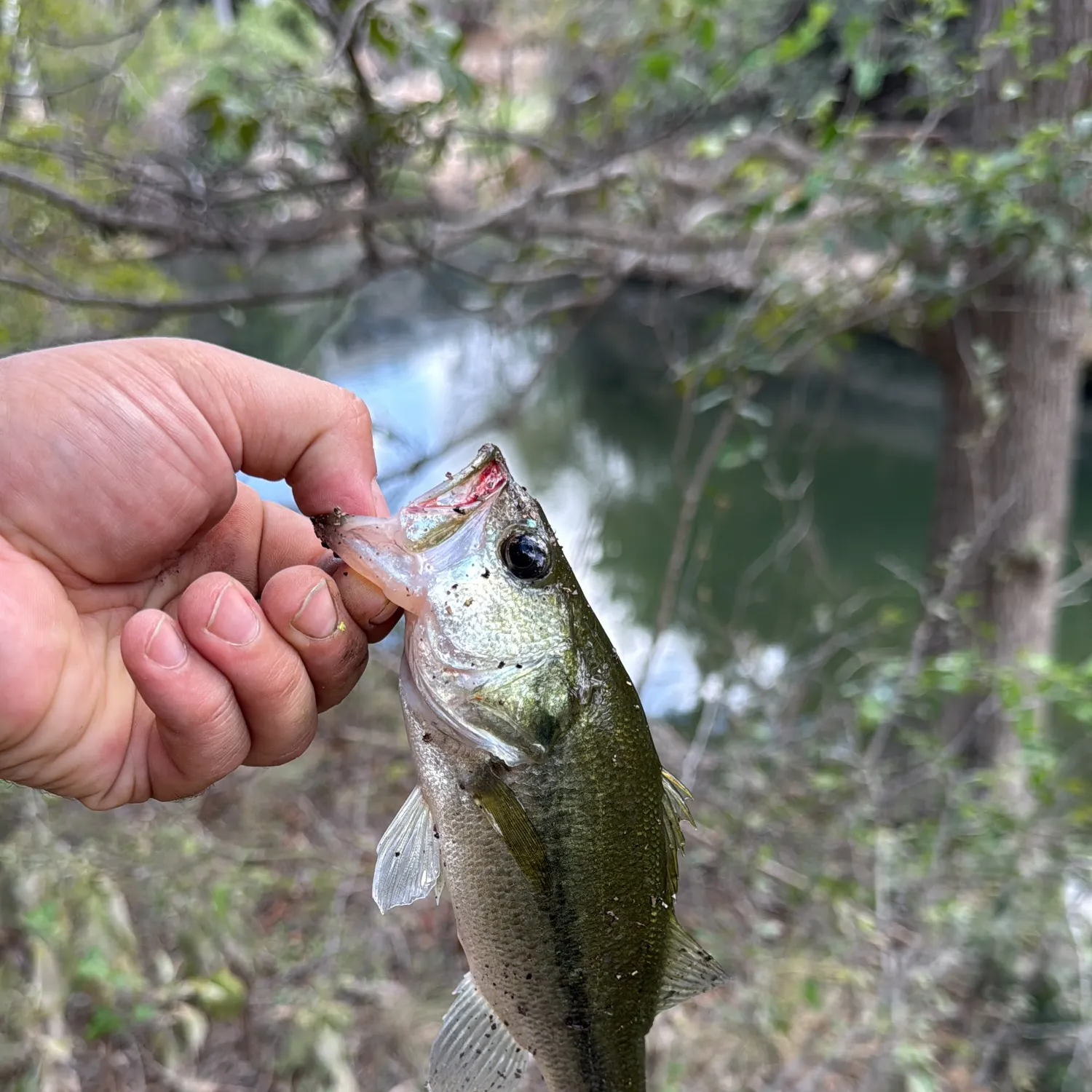Largemouth bass caught on Fishbrain