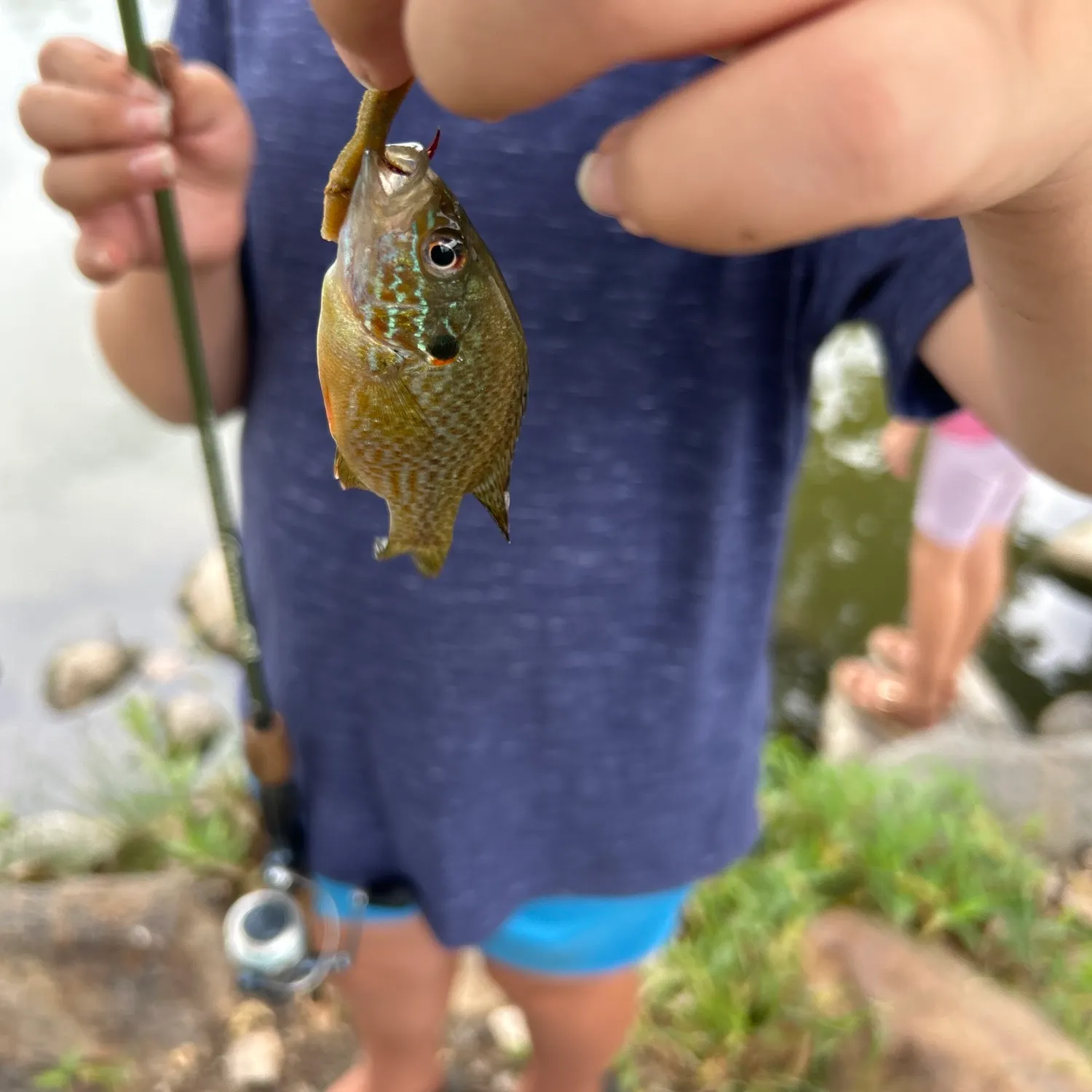 Pumpkinseed caught on Fishbrain