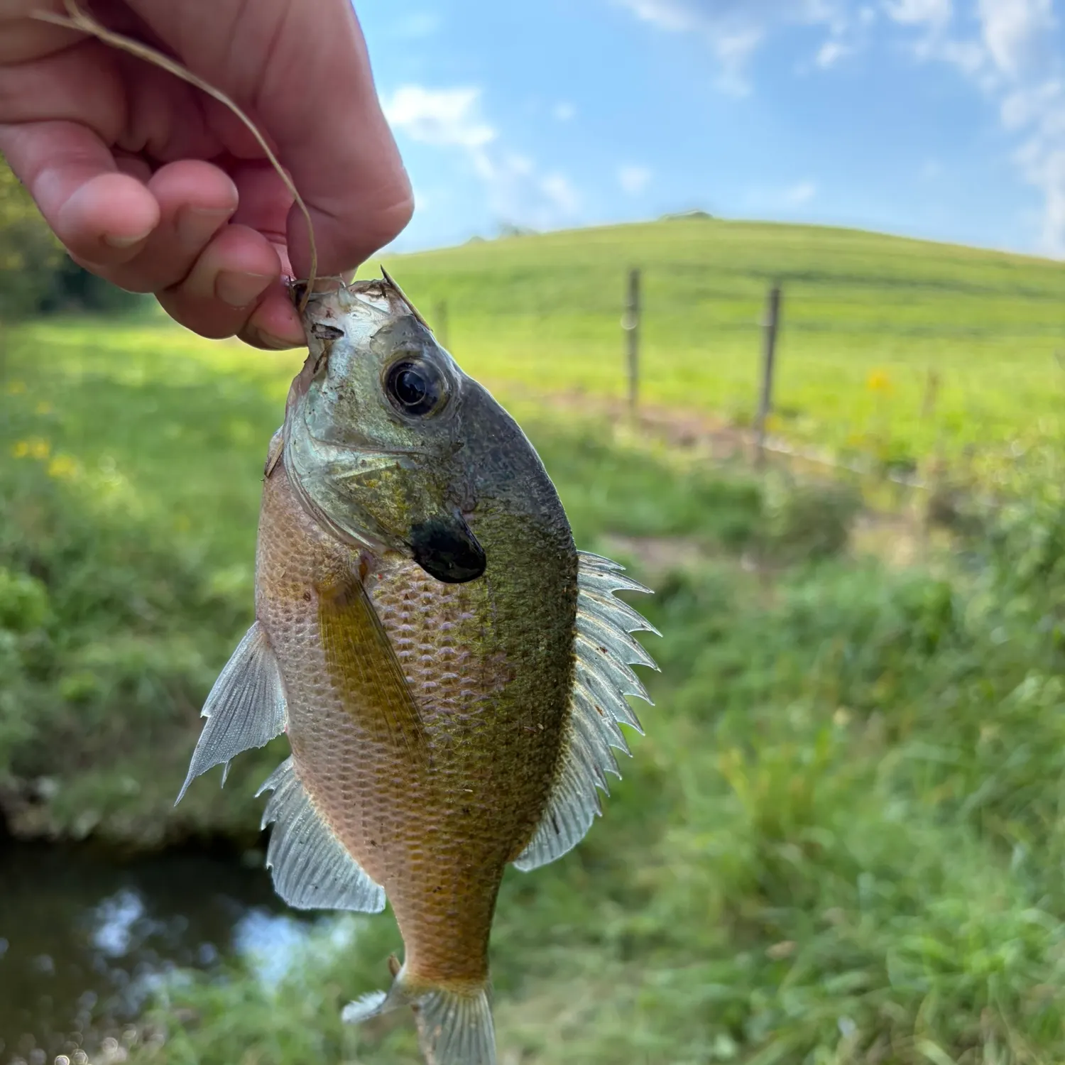 Redbreast sunfish caught on Fishbrain
