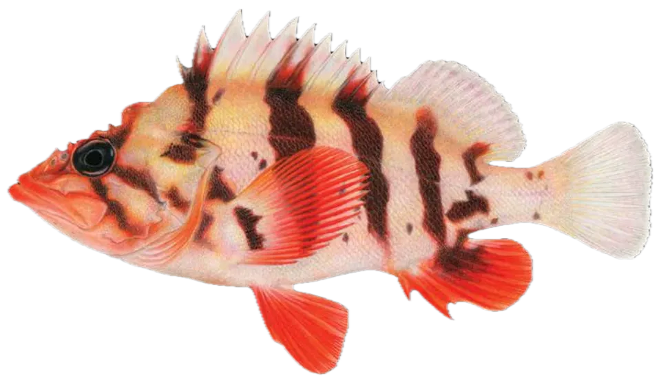 Tiger rockfish