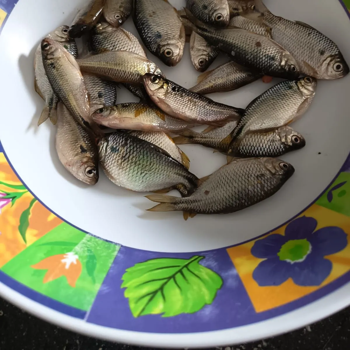 Twospot astyanax caught on Fishbrain
