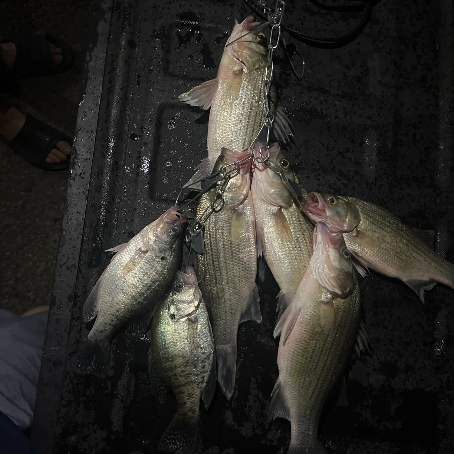 recently logged catches