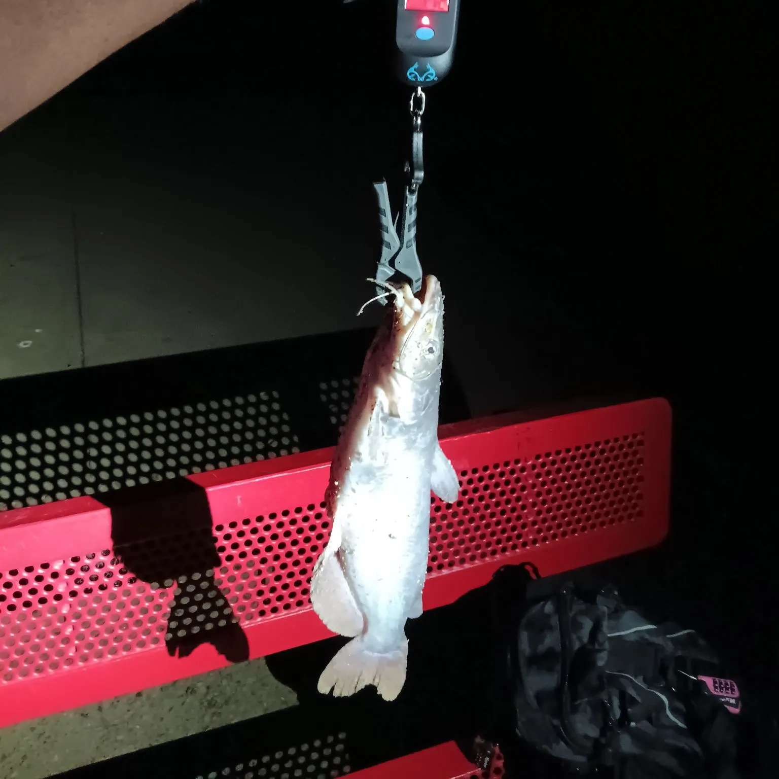 Hardhead sea catfish caught on Fishbrain