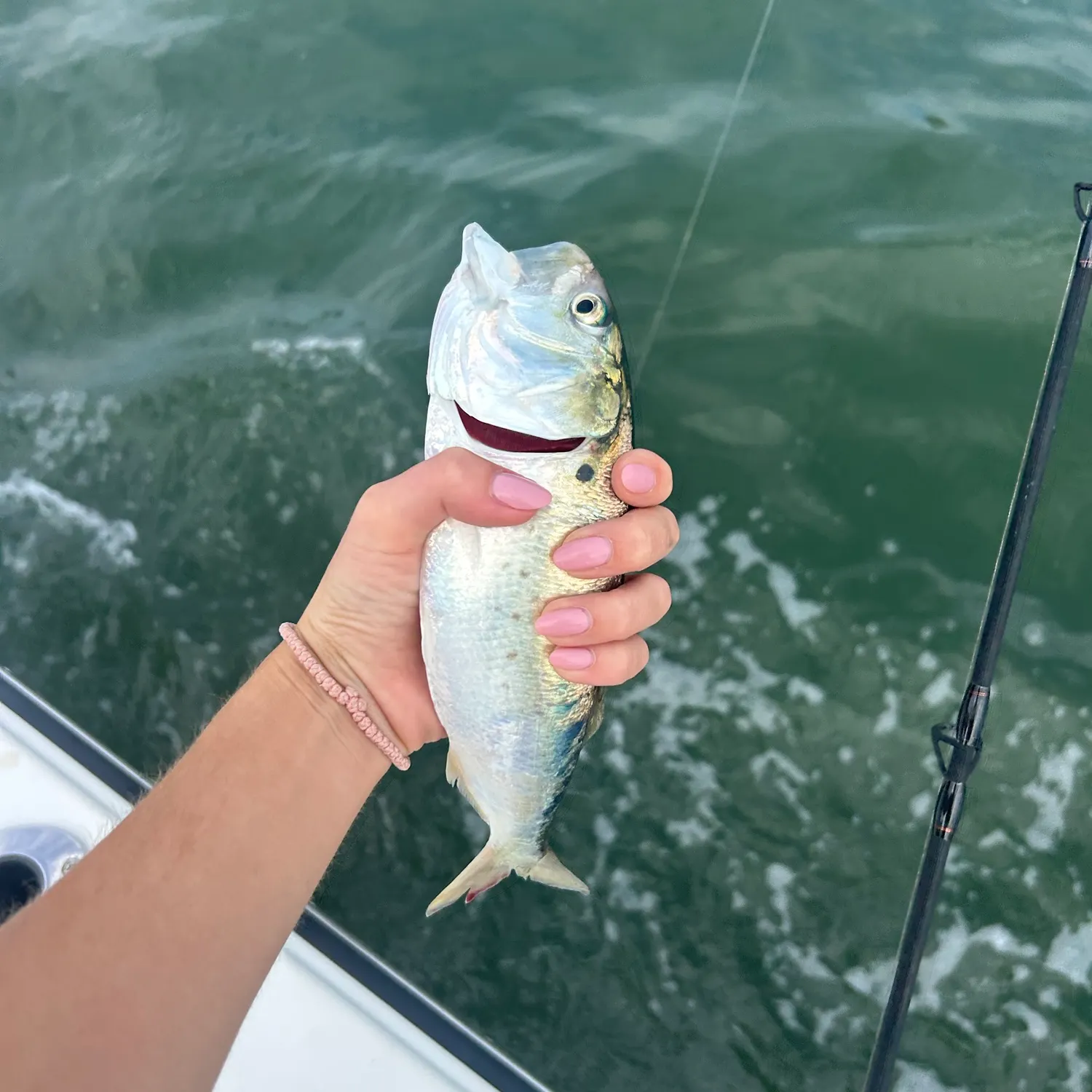 The most recent Atlantic menhaden catches on Fishbrain