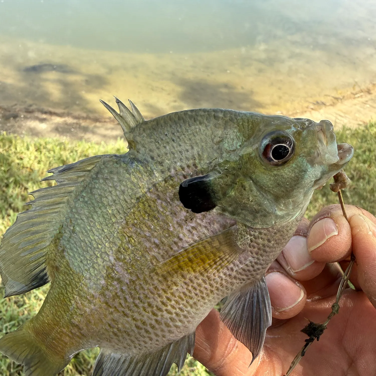 Bluegill caught on Fishbrain