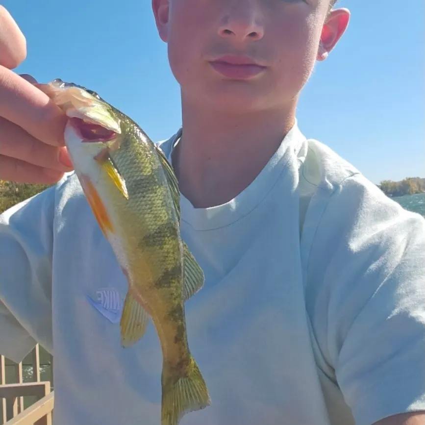 Yellow perch caught on Fishbrain