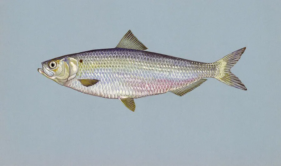 Herring