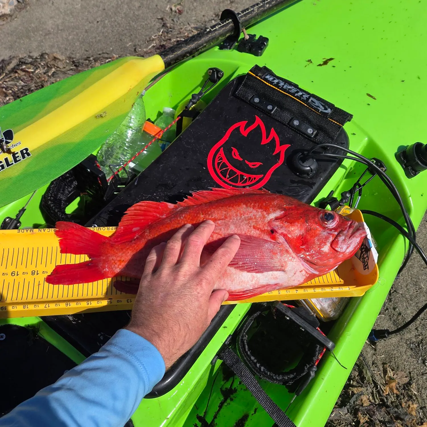 Vermilion rockfish caught on Fishbrain