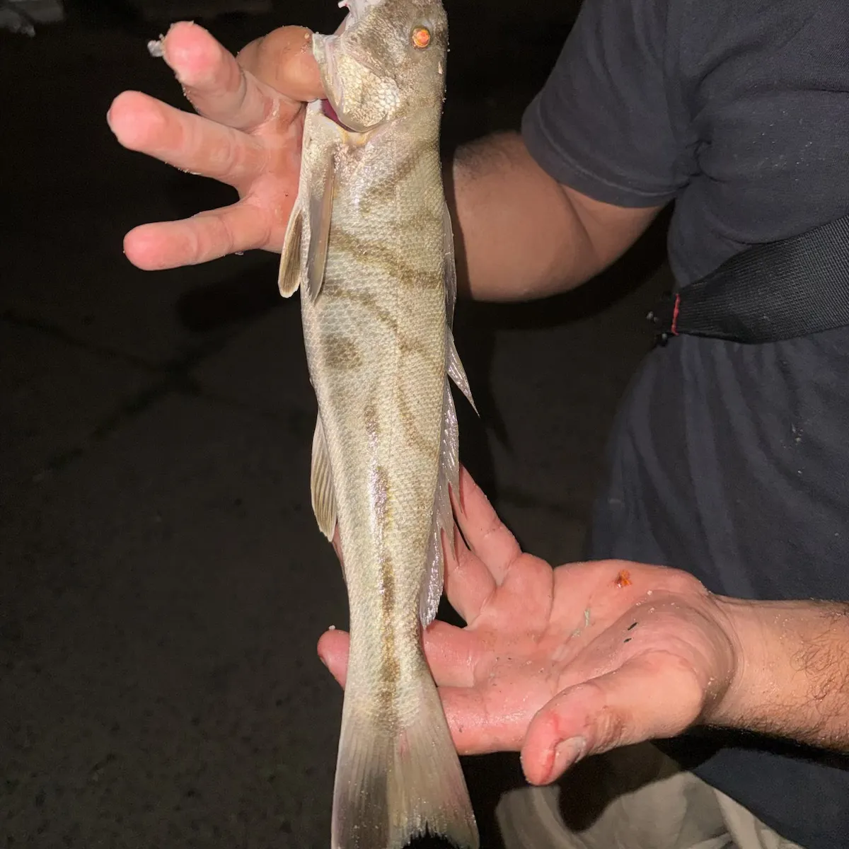 The most recent Northern kingcroaker catches on Fishbrain