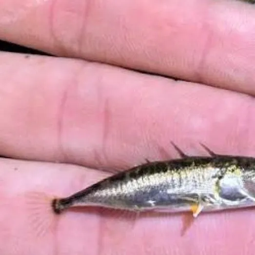 The most recent Three-spined stickleback catches on Fishbrain