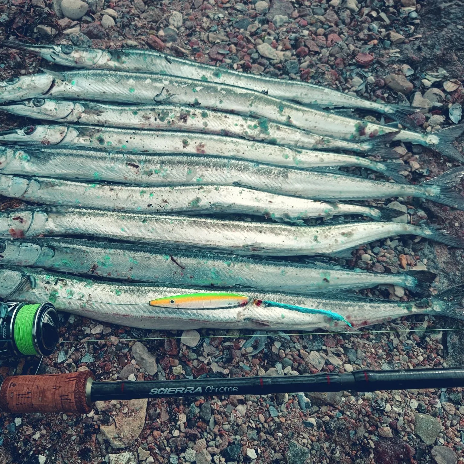 recently logged catches