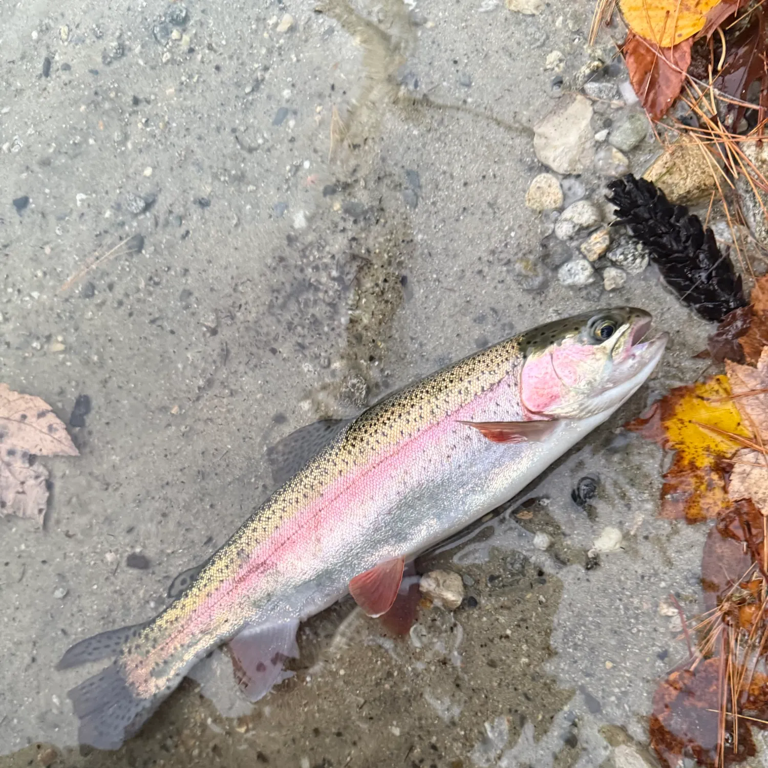 Rainbow trout caught on Fishbrain