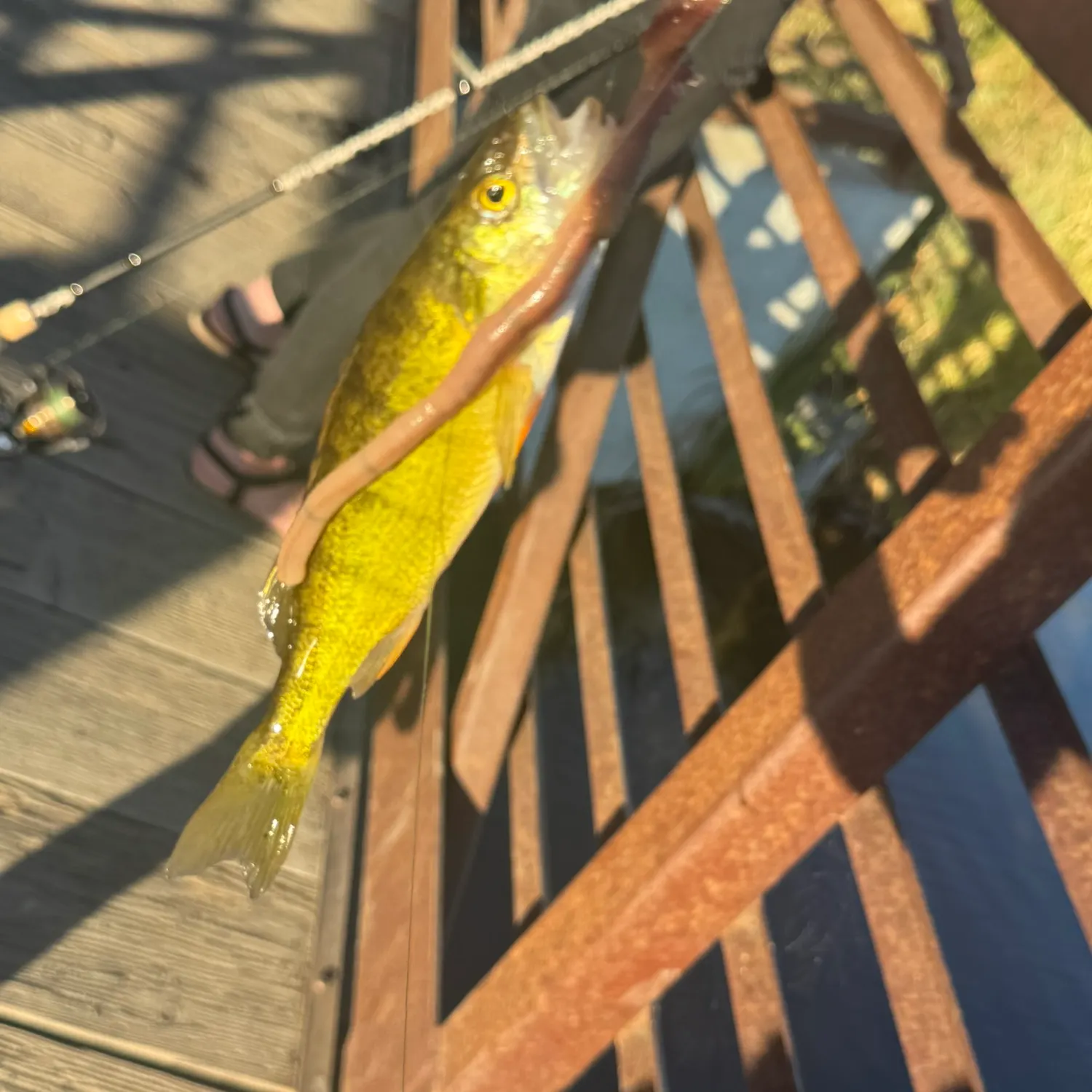 Yellow perch caught on Fishbrain